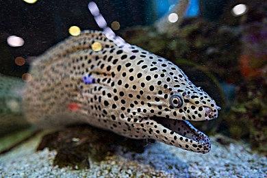 《我的世界 传奇》新预告公开 游戏2023年登陆全平台